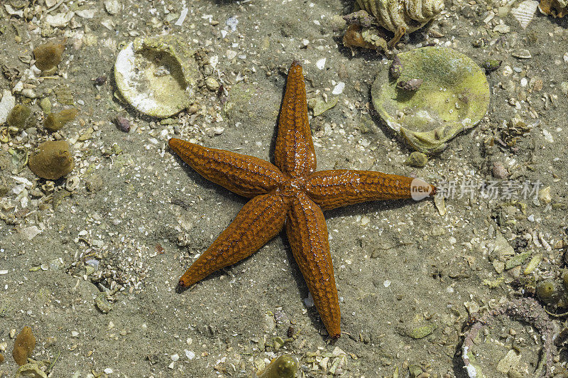 细刺海星，Echinaster tenuispina，在圣伊格纳西奥泻湖的海滩上，墨西哥下哈